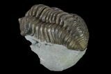 Flexicalymene Trilobite - Mt Orab, Ohio #133917-3